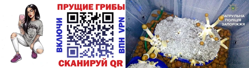 Псилоцибиновые грибы Cubensis  Купить где  Новая Ладога 